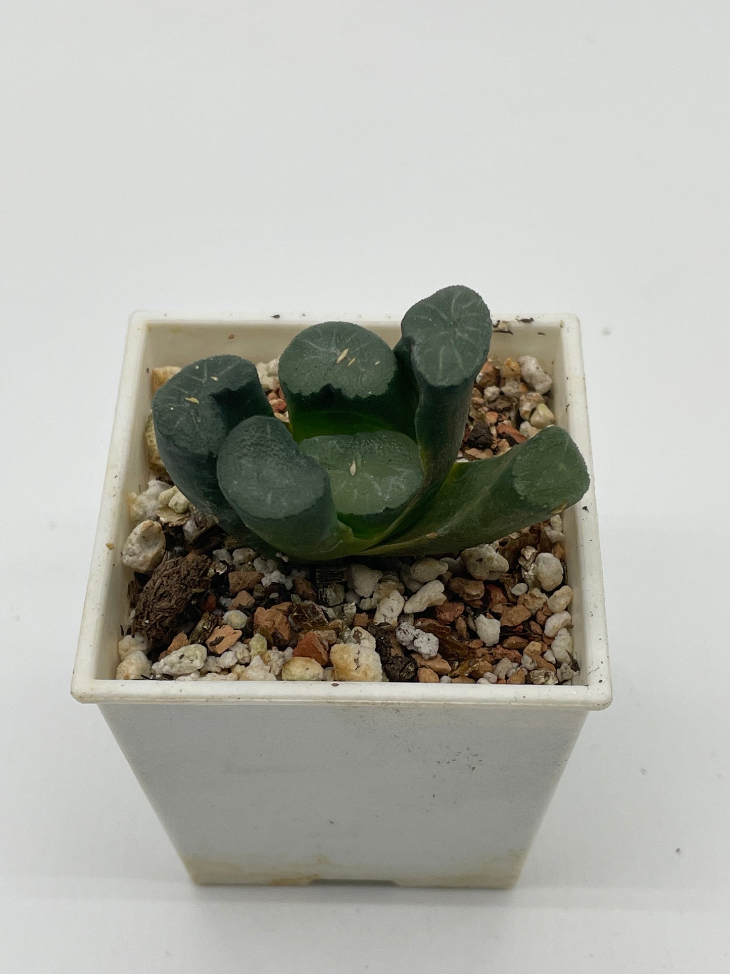 Haworthia Yukiguni