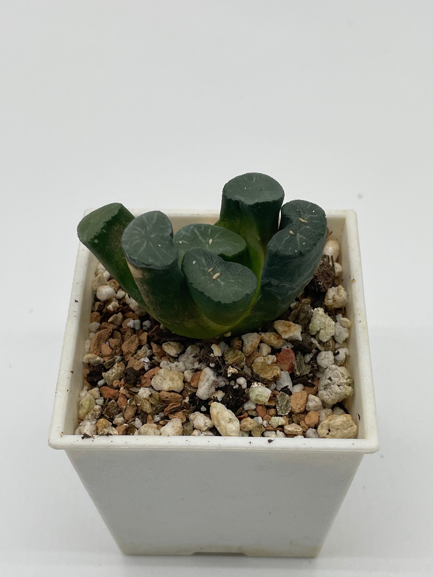 Haworthia Yukiguni