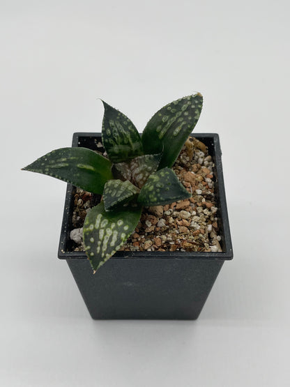 Haworthia Shikinjyo