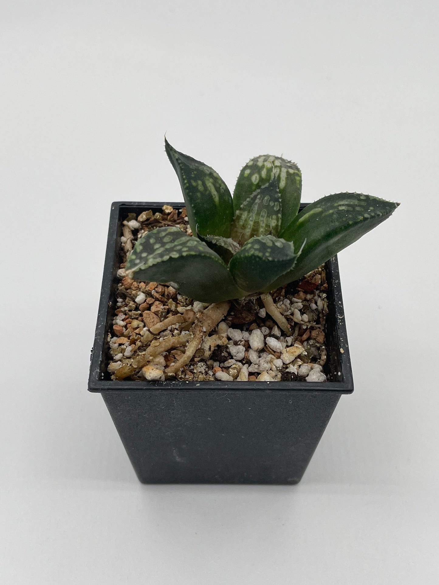 Haworthia Shikinjyo