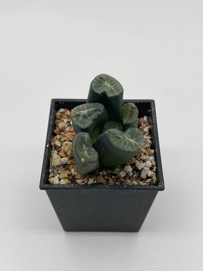 Haworthia Mugen