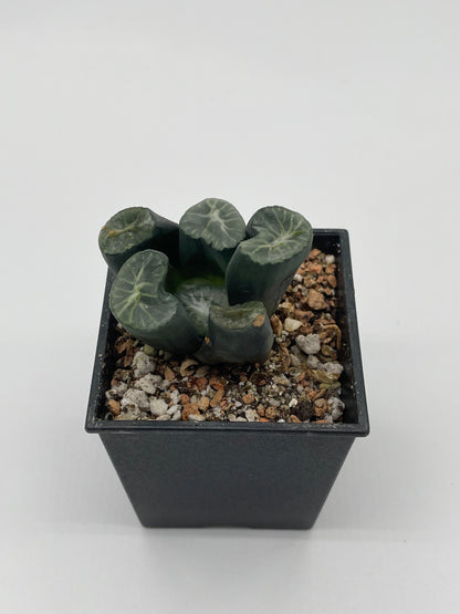 Haworthia Mugen