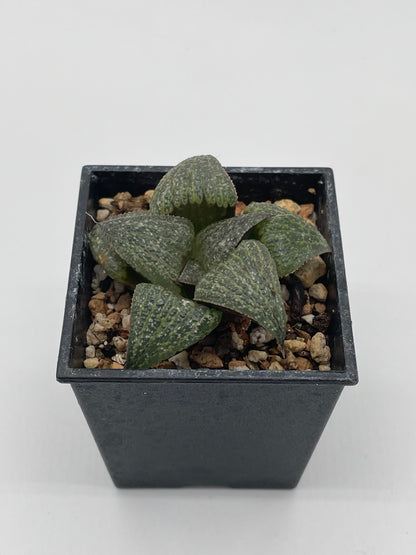 Haworthia Atarasi-4