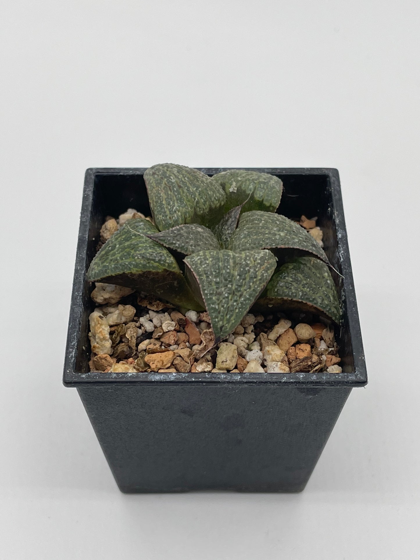 Haworthia Atarasi-4