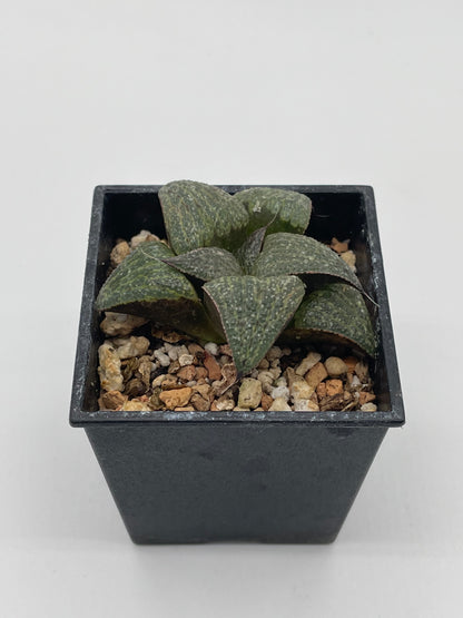 Haworthia Atarasi-4