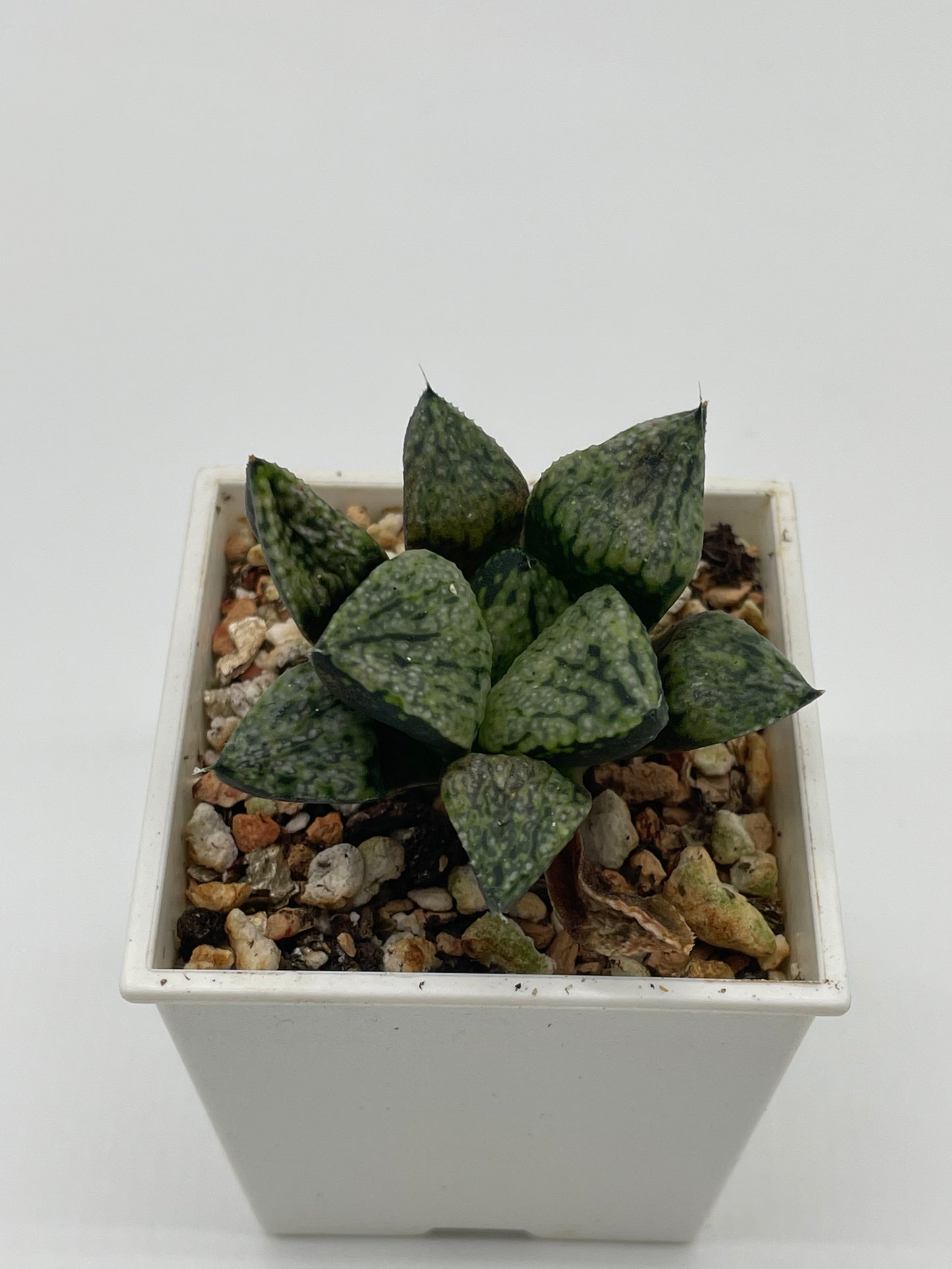 Haworthia Pandora