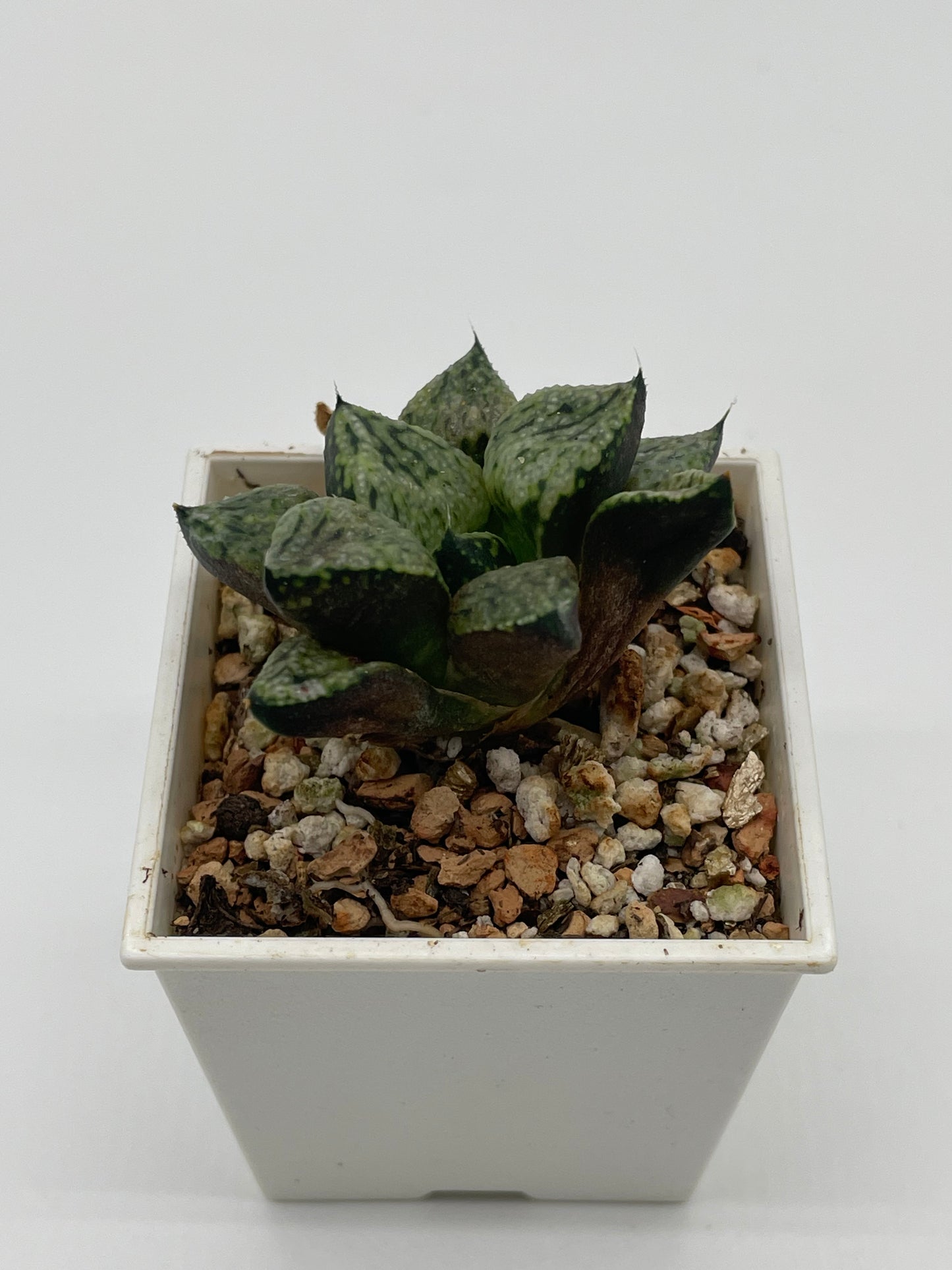 Haworthia Pandora