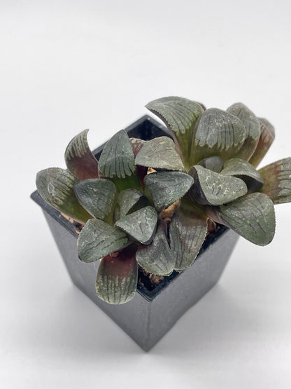 Haworthia Silver Mutica