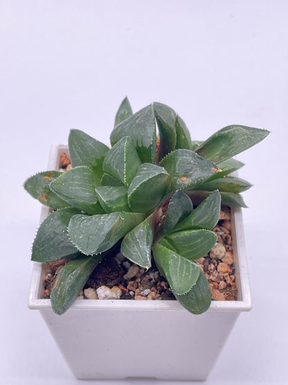 Haworthia Hybrid 106