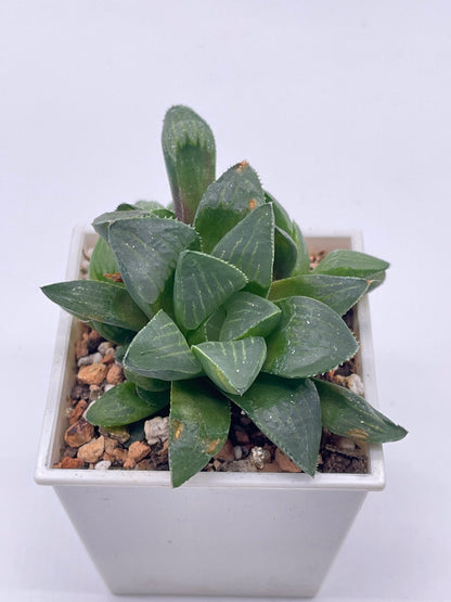 Haworthia Hybrid 106