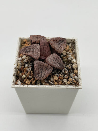 Haworthia Super Red