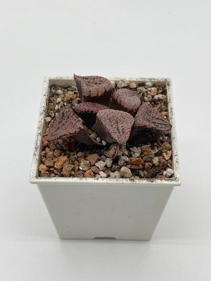 Haworthia Super Red