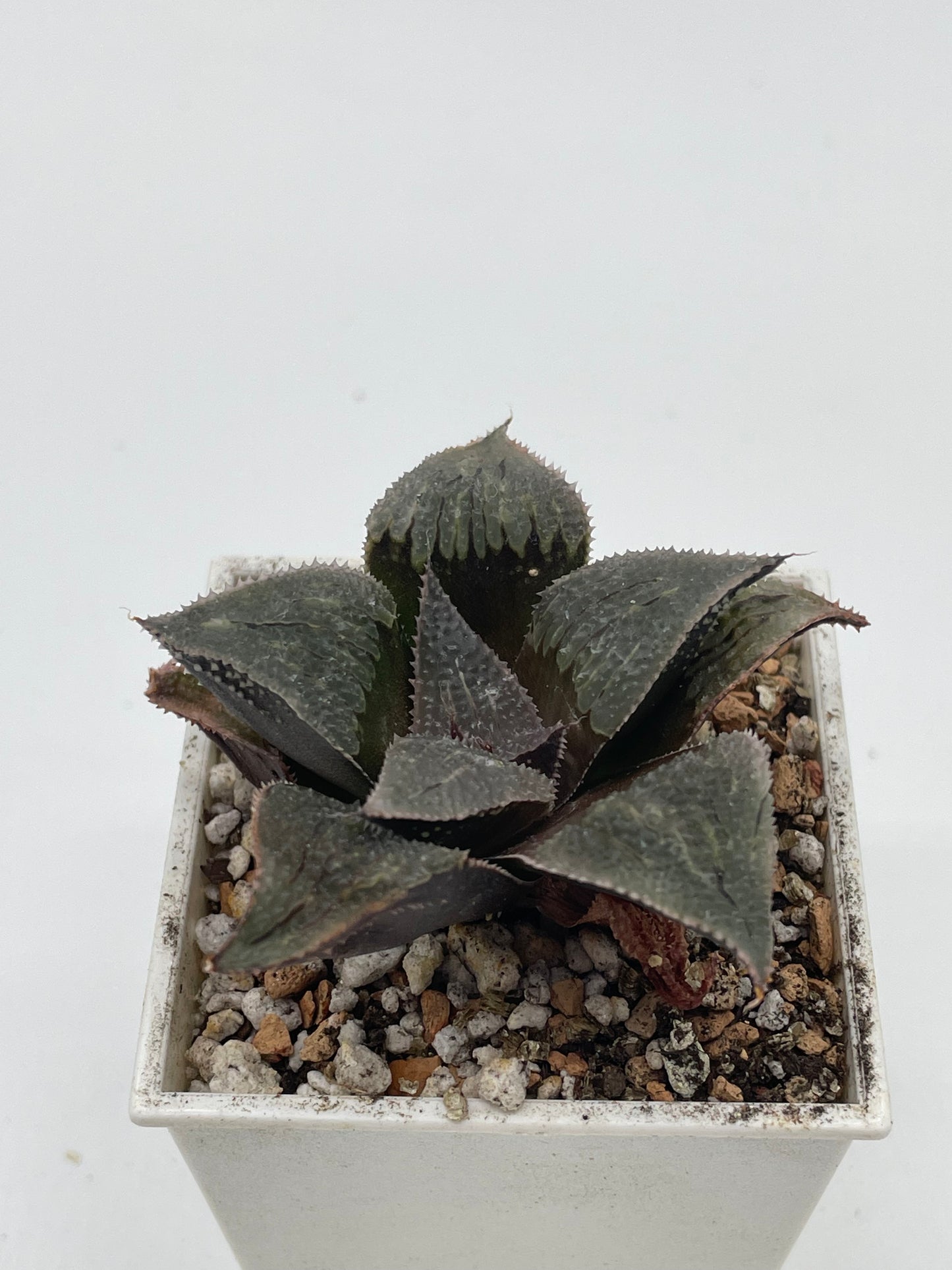 Haworthia Aluminum Star