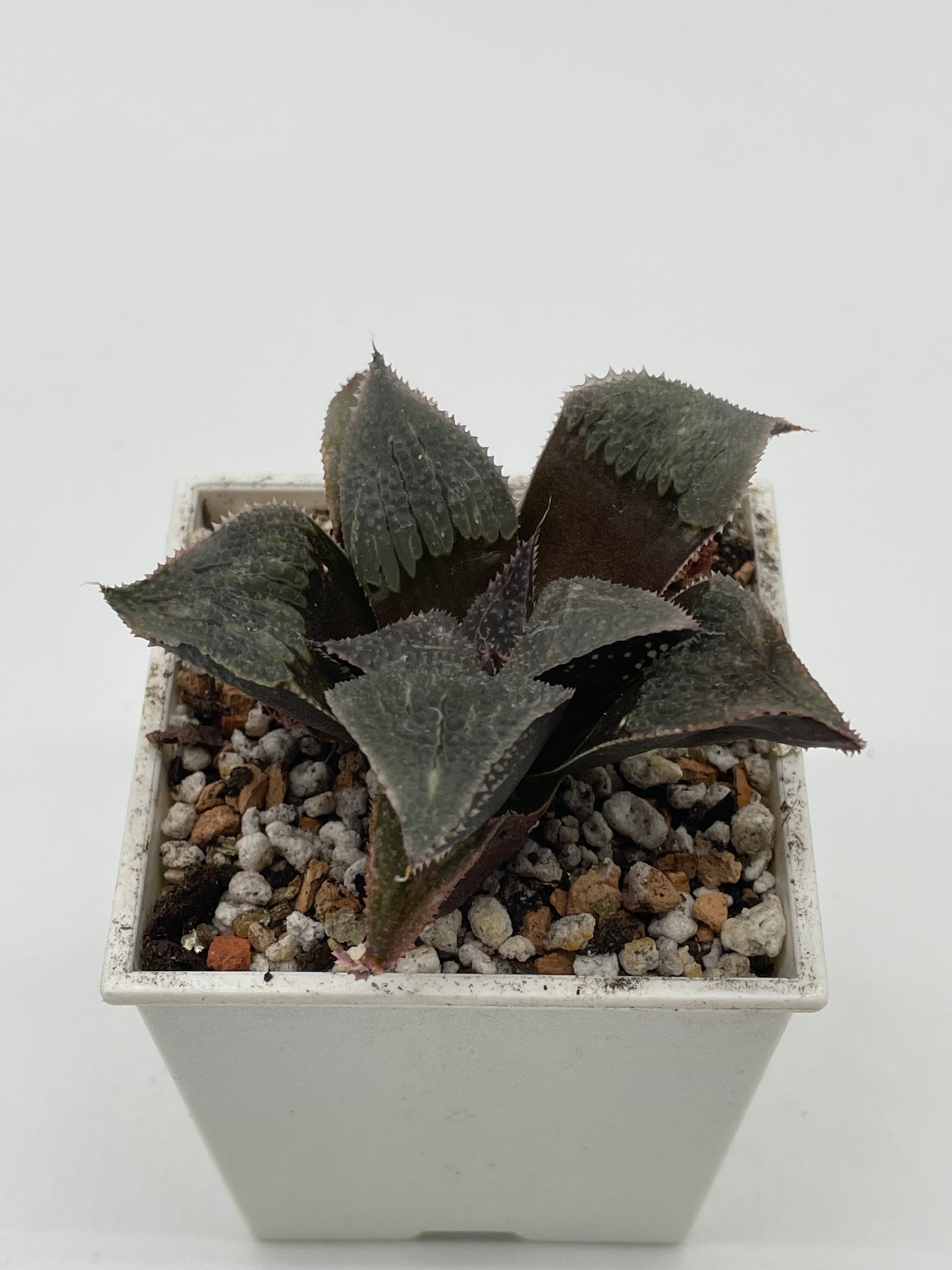 Haworthia Aluminum Star