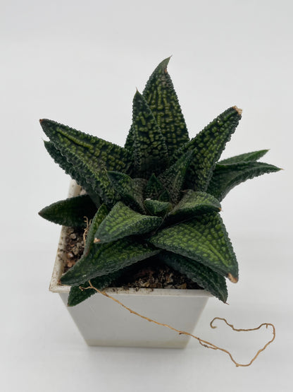 Haworthia Marble Queen