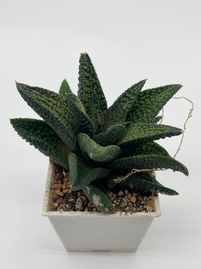 Haworthia Marble Queen