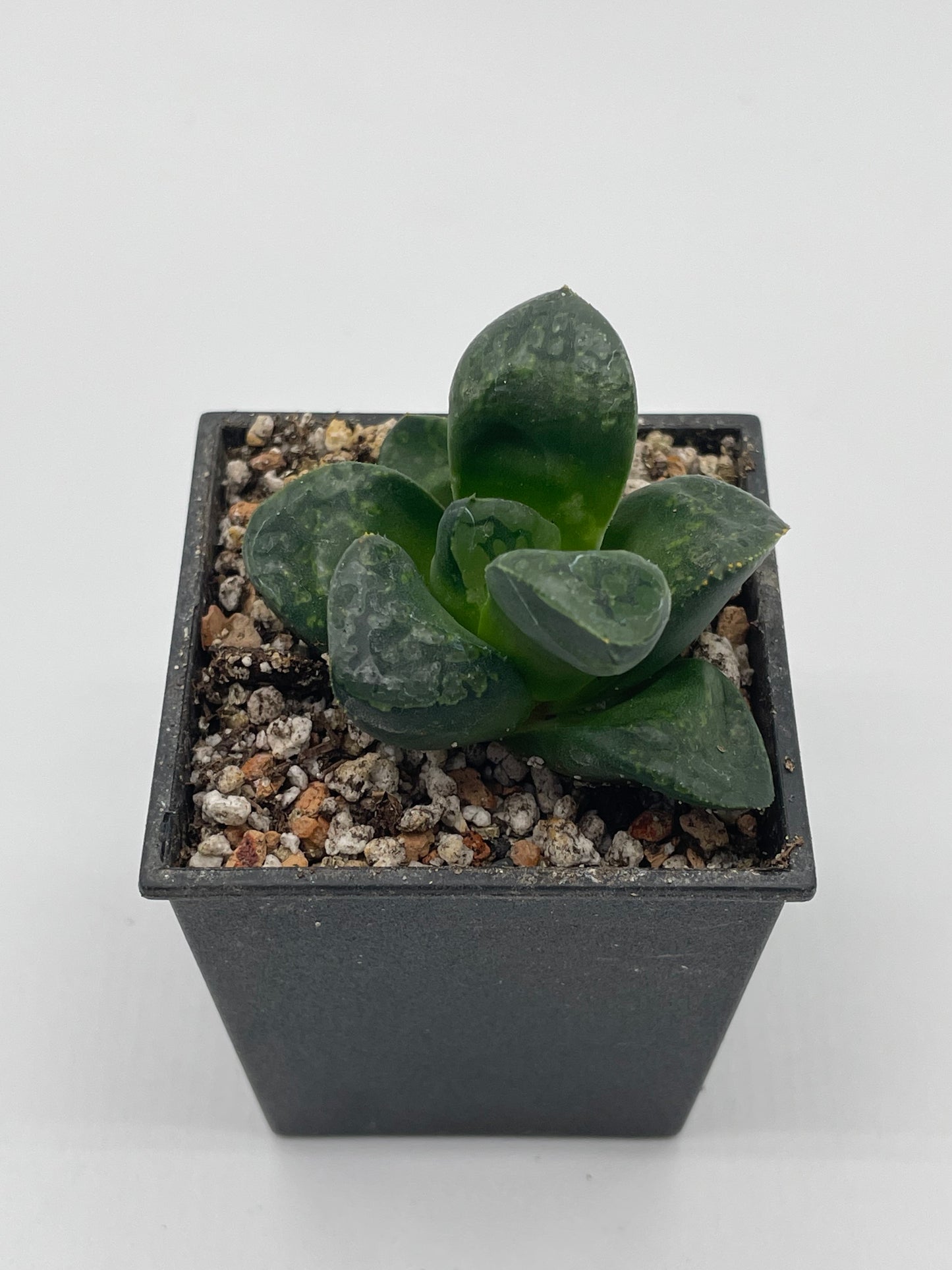 Haworthia Bubble