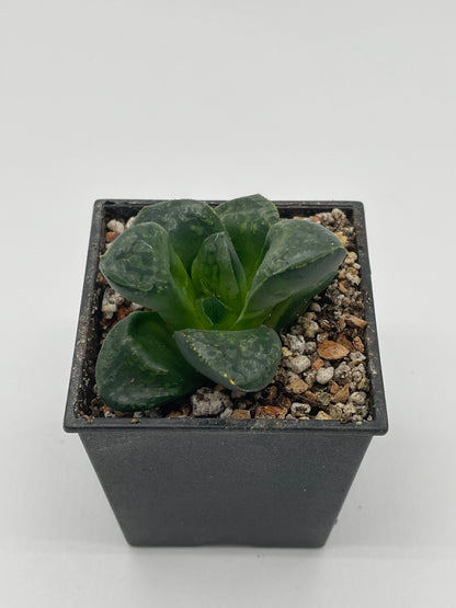 Haworthia Bubble