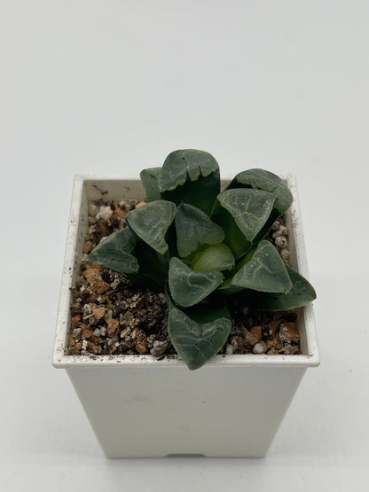 Haworthia Xiang Yun