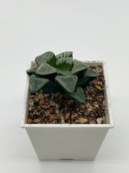 Haworthia Xiang Yun