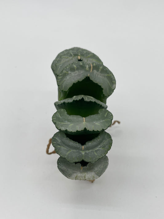 Haworthia Truncata Hybrid