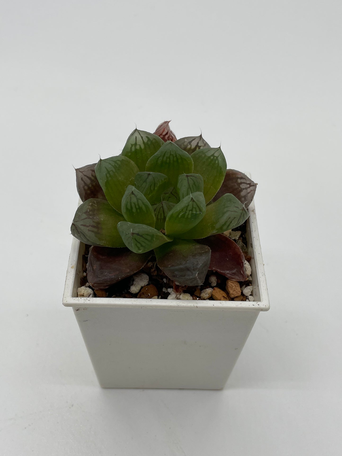 Haworthia