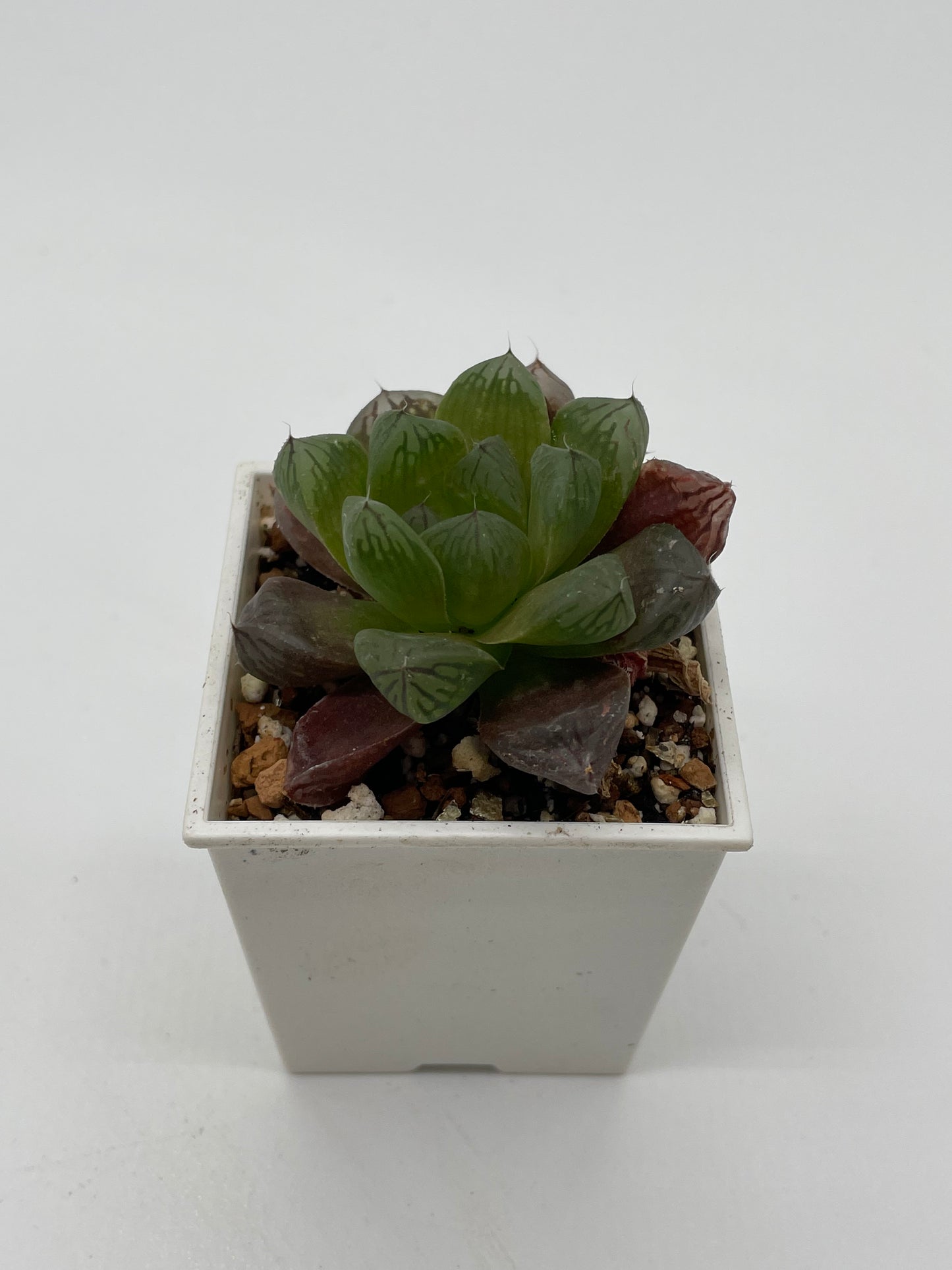 Haworthia