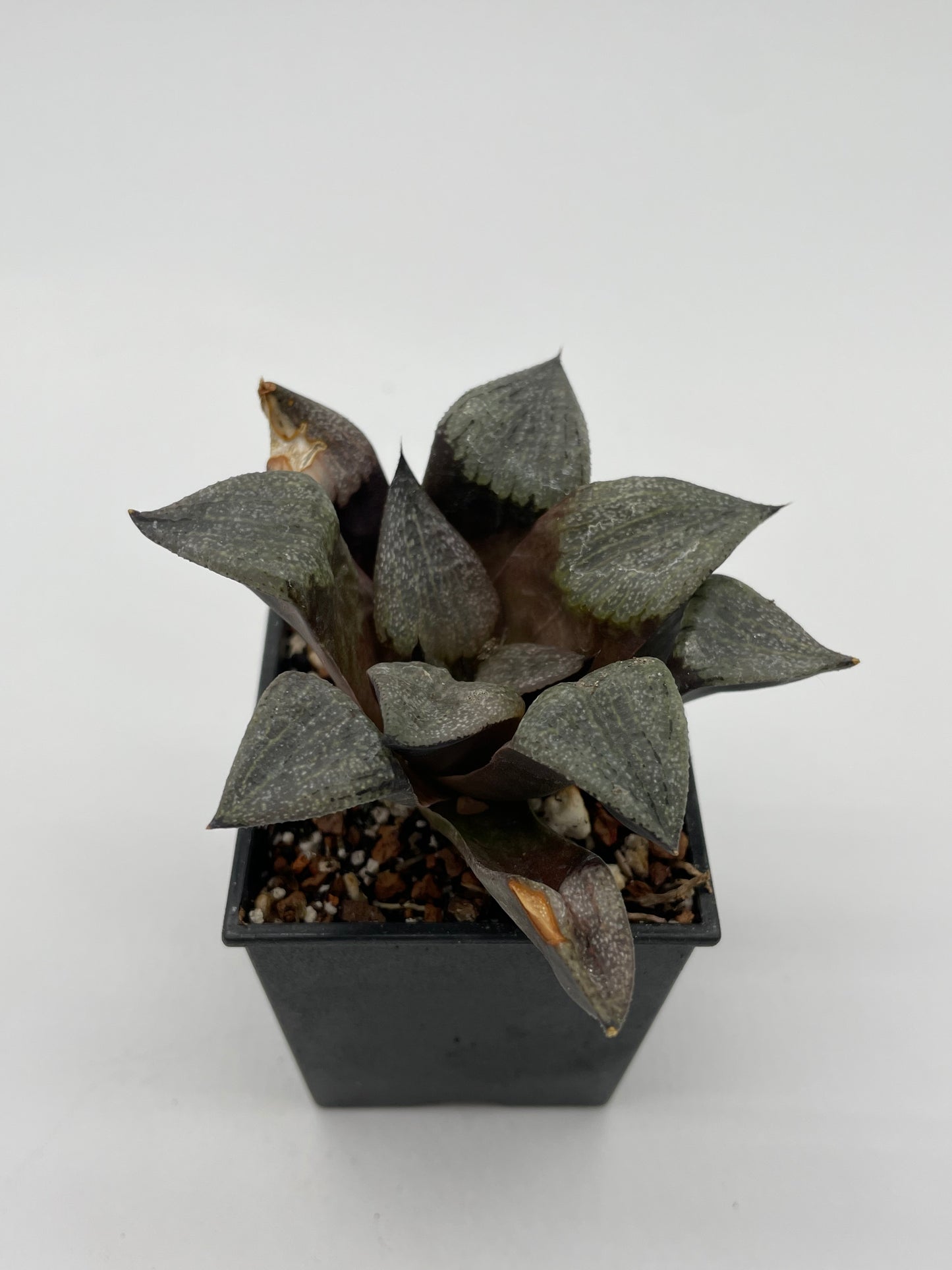 Haworthia