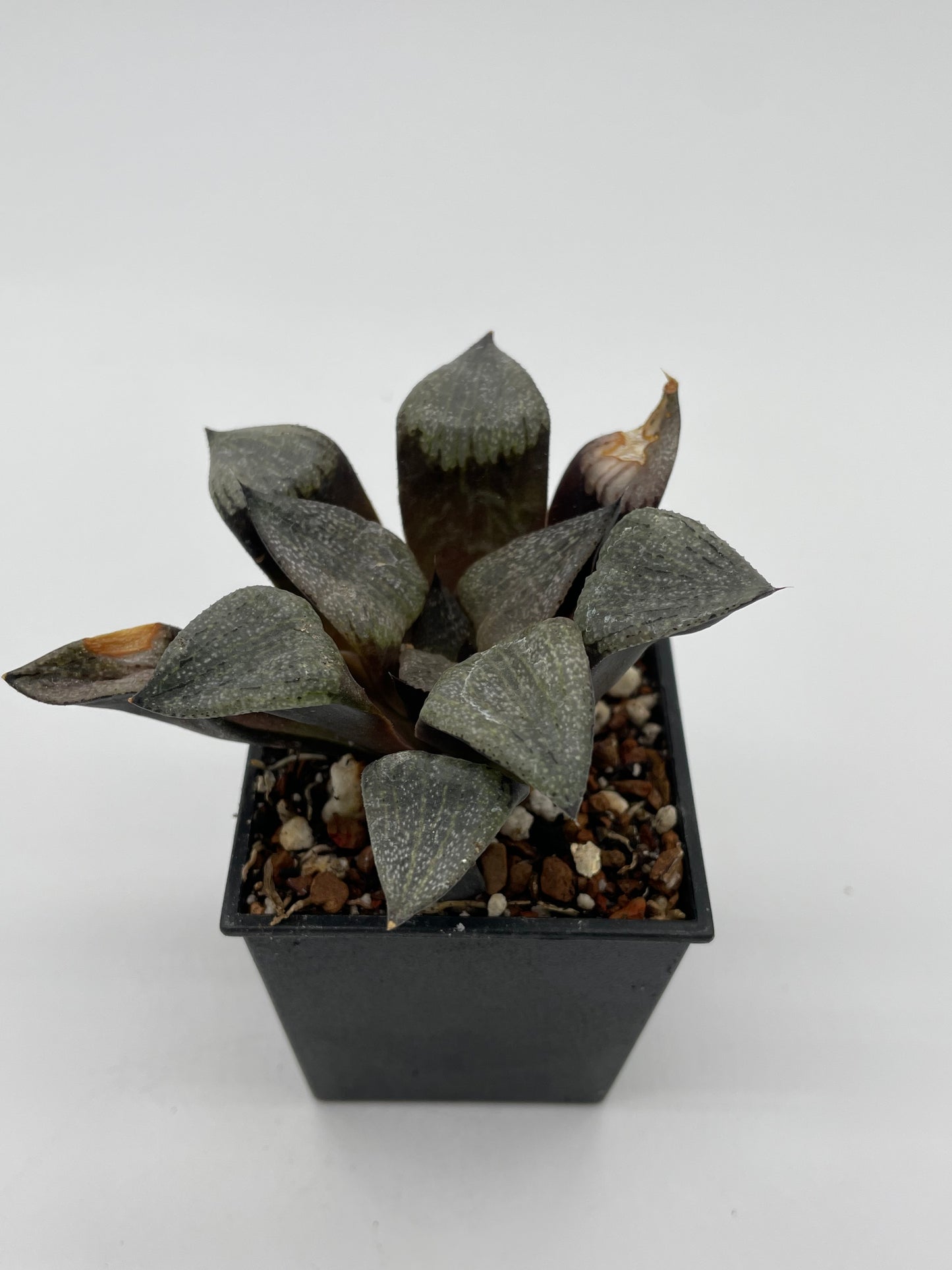 Haworthia