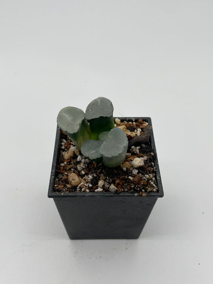 Haworthia Sirius