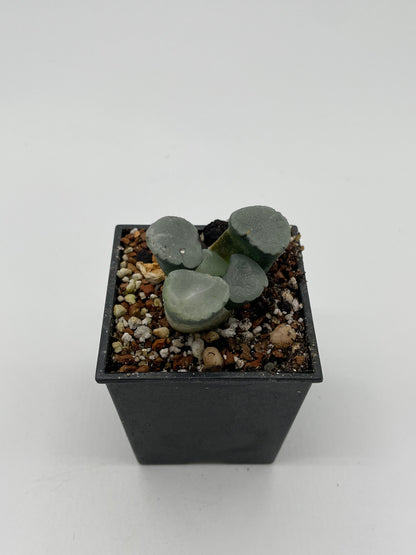 Haworthia Sirius