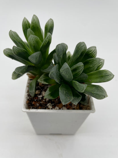 Haworthia C3