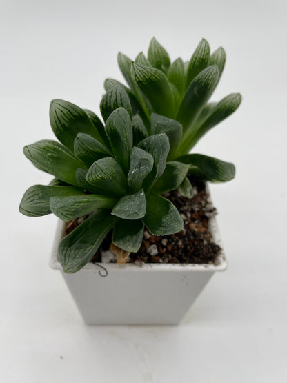 Haworthia C3