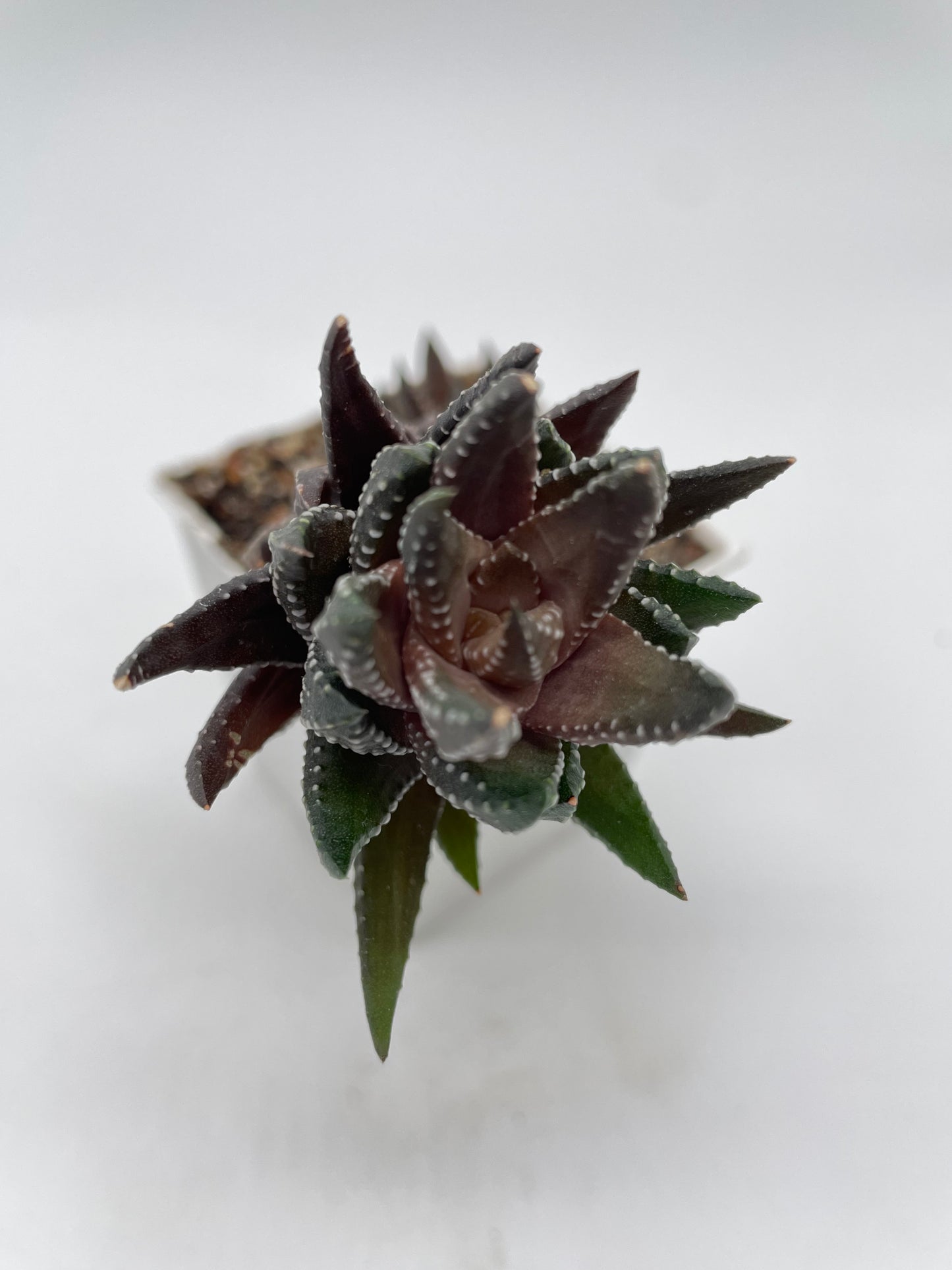 Haworthia