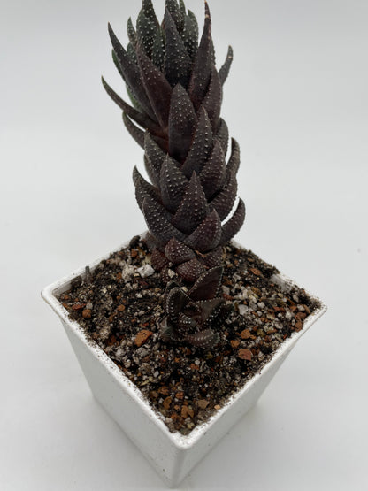 Haworthia