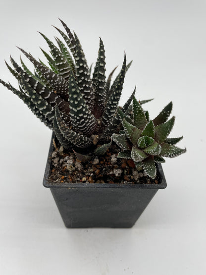 Haworthia