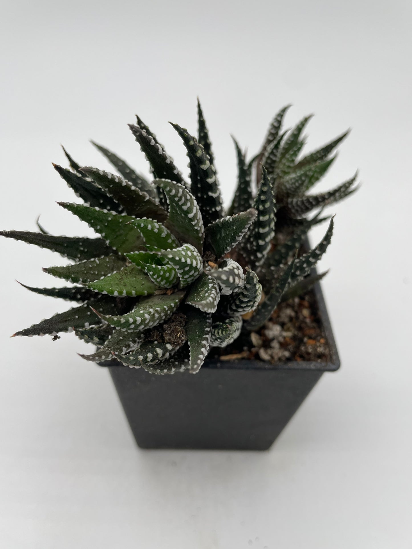 Haworthia