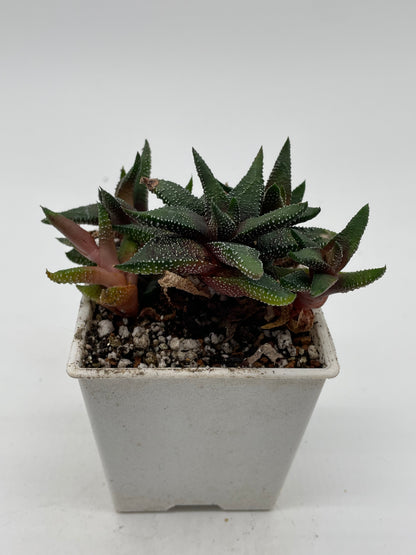 Haworthia