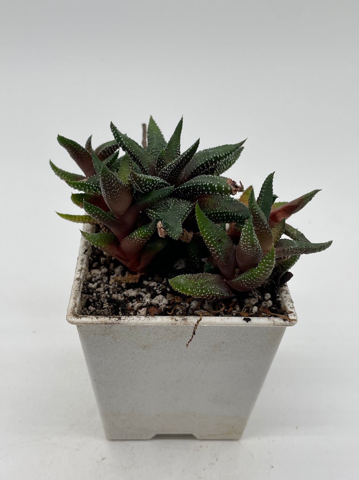 Haworthia